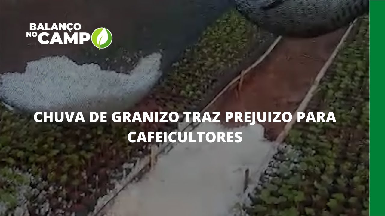 CHUVA DE GRANIZO TRAZ PREJUIZO PARA CAFEICULTORES