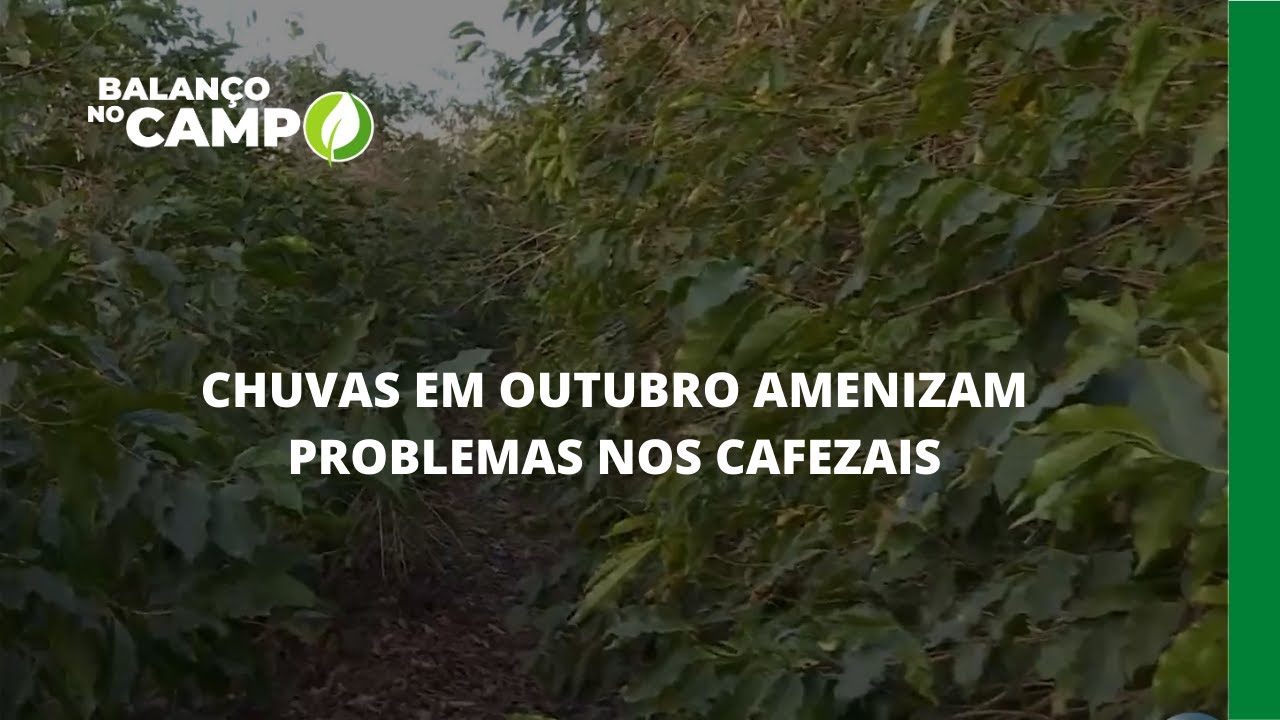 CHUVAS EM OUTUBRO AMENIZAM PROBLEMAS NOS CAFEZAIS