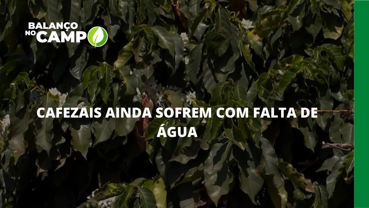 CAFEZAIS AINDA SOFREM COM FALTA DE ÁGUA