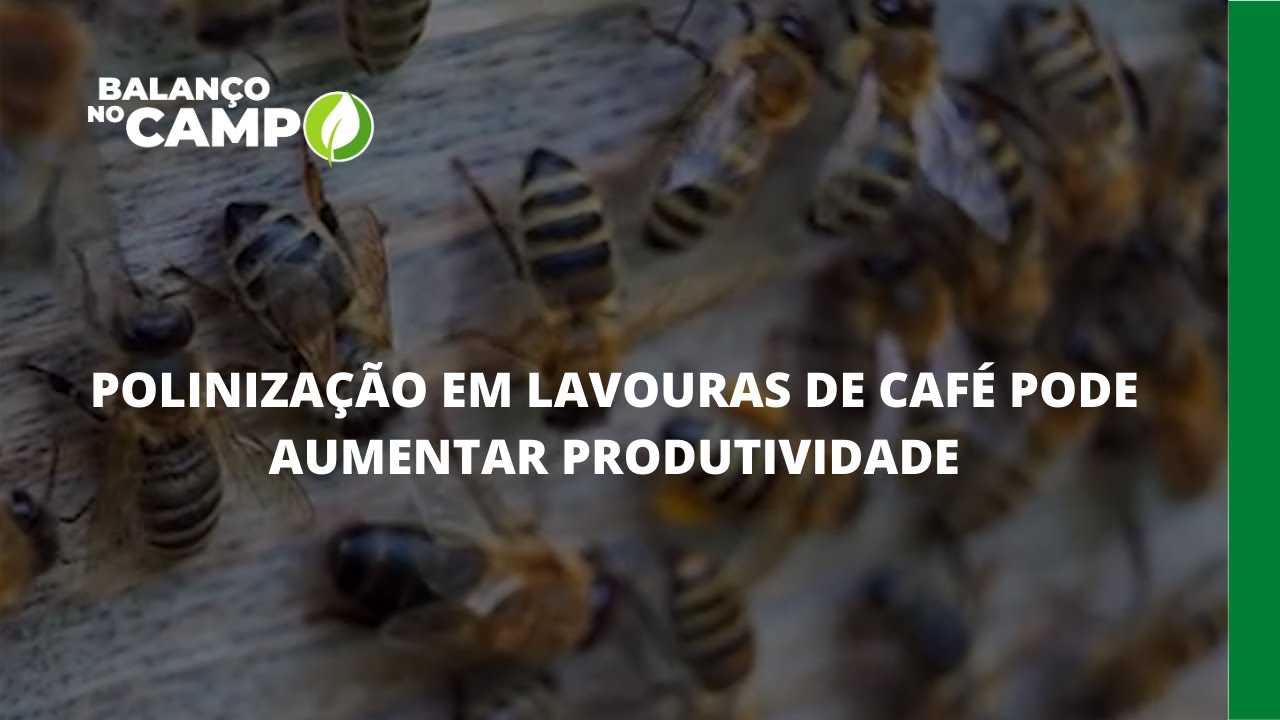 POLINIZAÇÃO EM LAVOURAS DE CAFÉ PODE AUMENTAR PRODUTIVIDADE