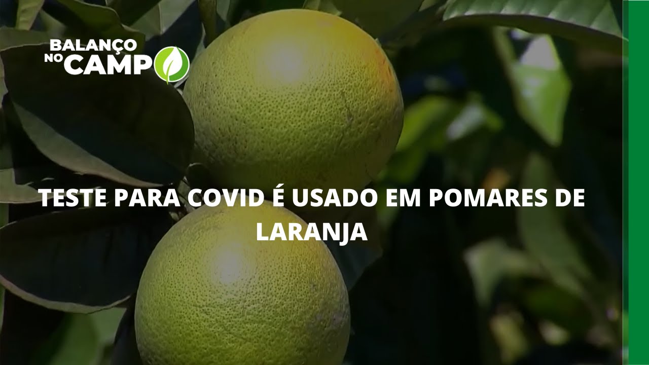 TESTE PARA COVID É USADO EM POMARES DE LARANJA