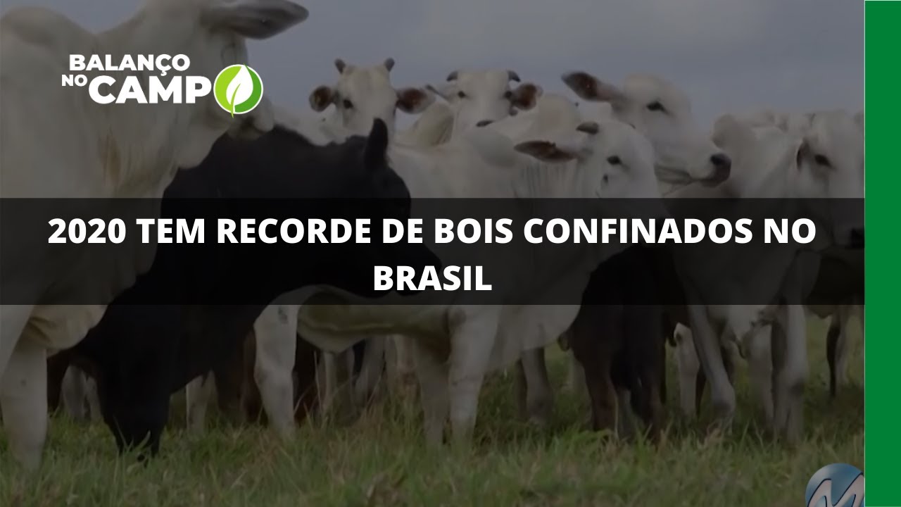 2020 TEM RECORDE DE BOIS CONFINADOS NO BRASIL