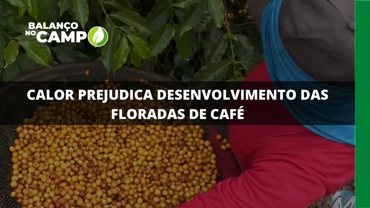 CALOR PREJUDICA DESENVOLVIMENTO DAS FLORADAS DE CAFÉ