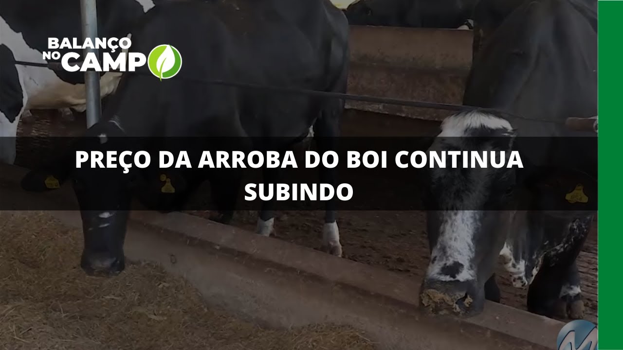 PREÇO DA ARROBA DO BOI CONTINUA SUBINDO