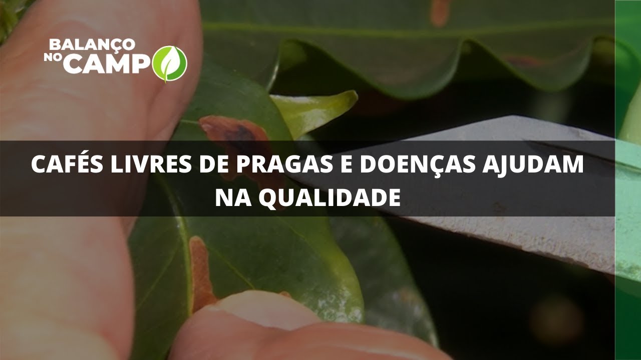 CAFÉS LIVRES DE PRAGAS E DOENÇAS AJUDAM NA QUALIDADE