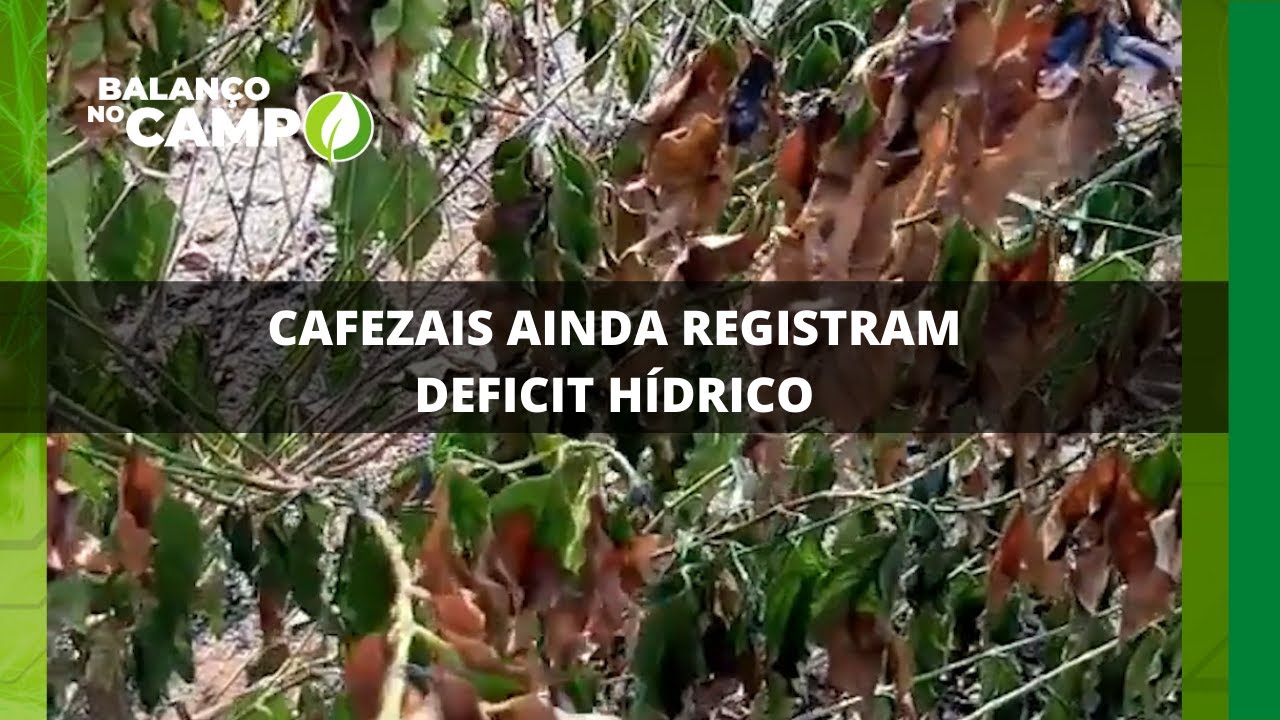 CAFEZAIS AINDA REGISTRAM DEFICIT HÍDRICO