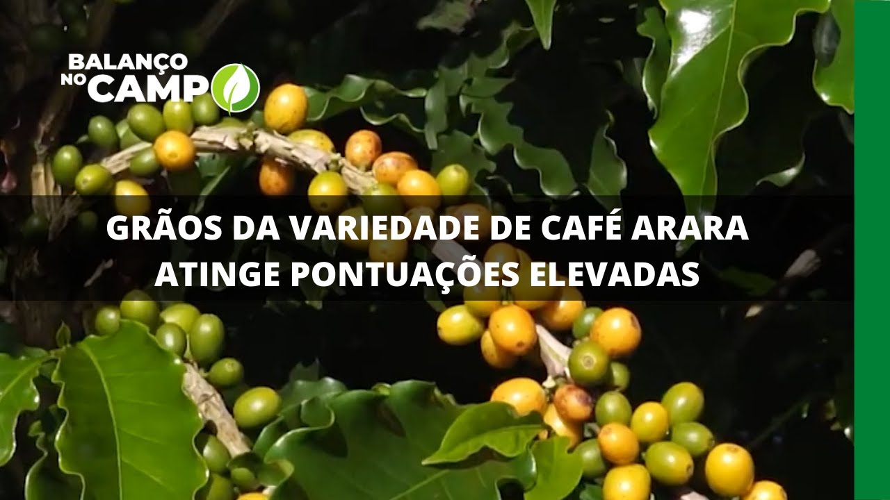 GRÃOS DA VARIEDADE DE CAFÉ ARARA ATINGE PONTUAÇÕES ELEVADAS