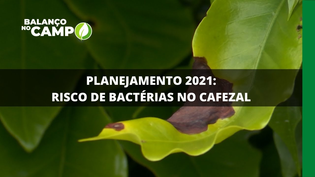 PLANEJAMENTO 2021: RISCO DE BACTÉRICAS NO CAFEZAL