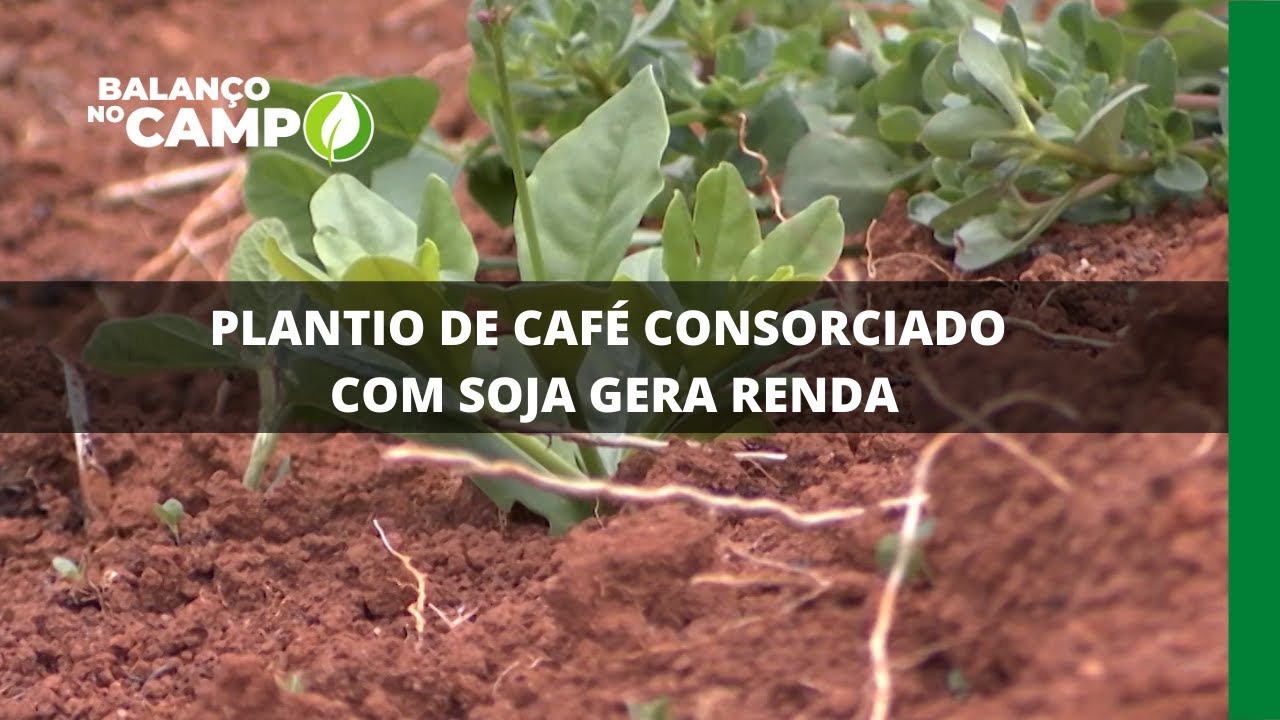 PLANTIO DE CAFÉ CONSORCIADO COM SOJA GERA RENDA