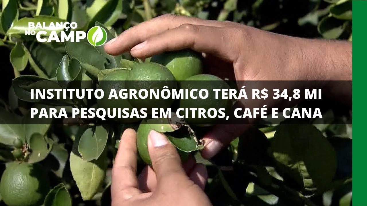 INSTITUTO AGRONÔMICO TERÁ R$ 34,8 MI PARA PESQUISAS EM CITROS, CAFÉ E CANA