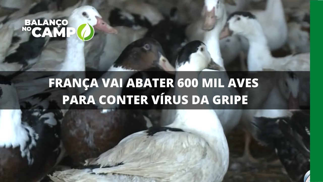 FRANÇA VAI ABATER 600 MIL AVES PARA CONTER VÍRUS DA GRIPE