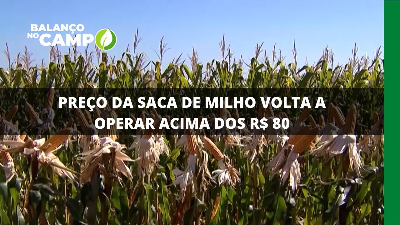 PREÇO DA SACA DE MILHO VOLTA A OPERAR ACIMA DOS R$ 80