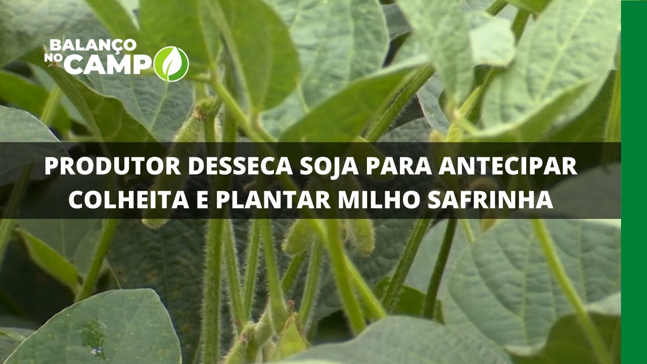 PRODUTOR DESSECA SOJA PARA ANTECIPAR COLHEITA E PLANTAR MILHO SAFRINHA