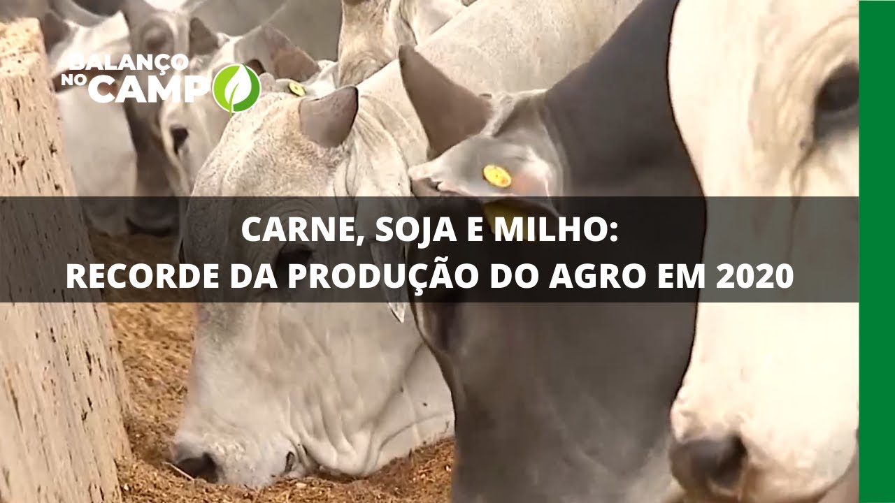 CARNE, SOJA E MILHO: RECORDE DA PRODUÇÃO DO AGRO EM 2020