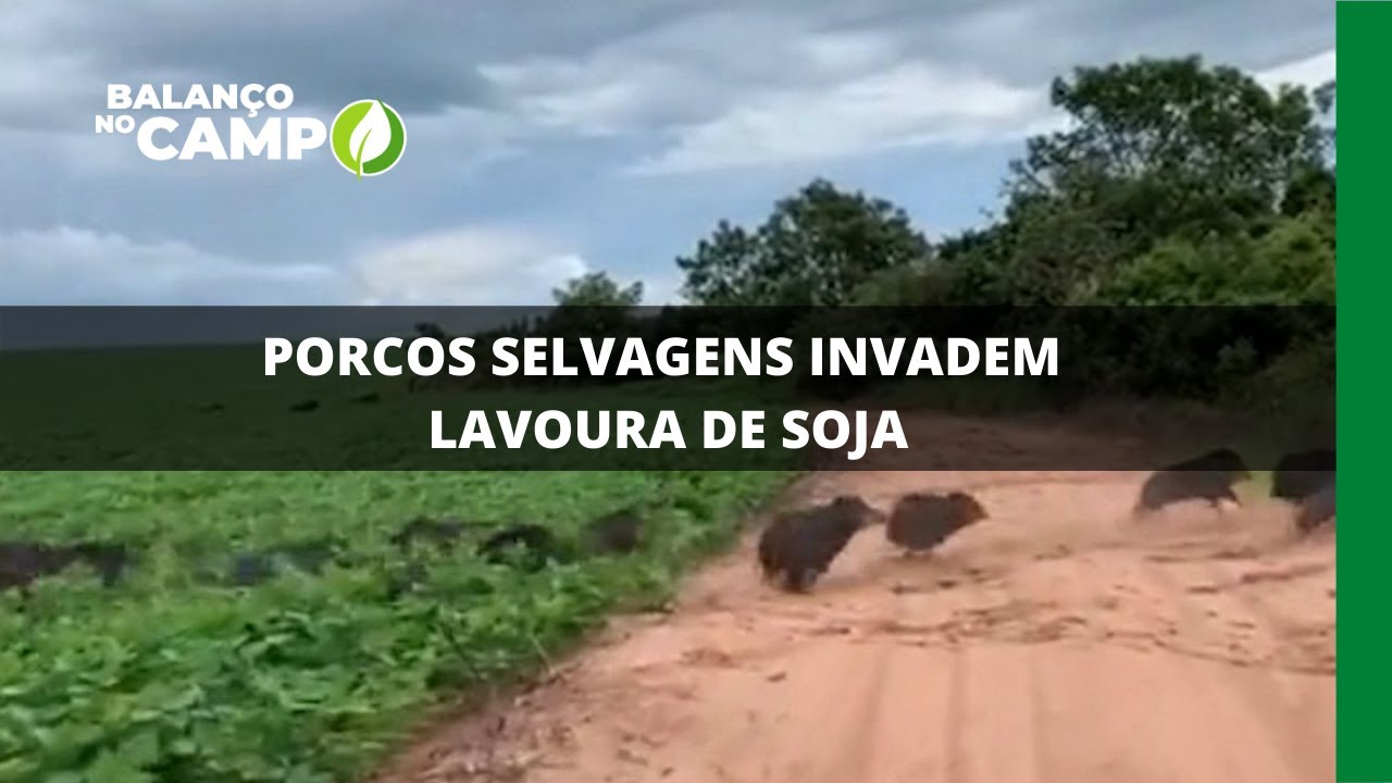 PORCOS SELVAGENS INVADEM LAVOURA DE SOJA