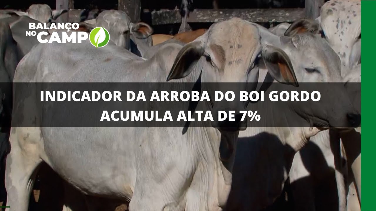 INDICADOR DA ARROBA DO BOI GORDO ACUMULA ALTA DE 7%