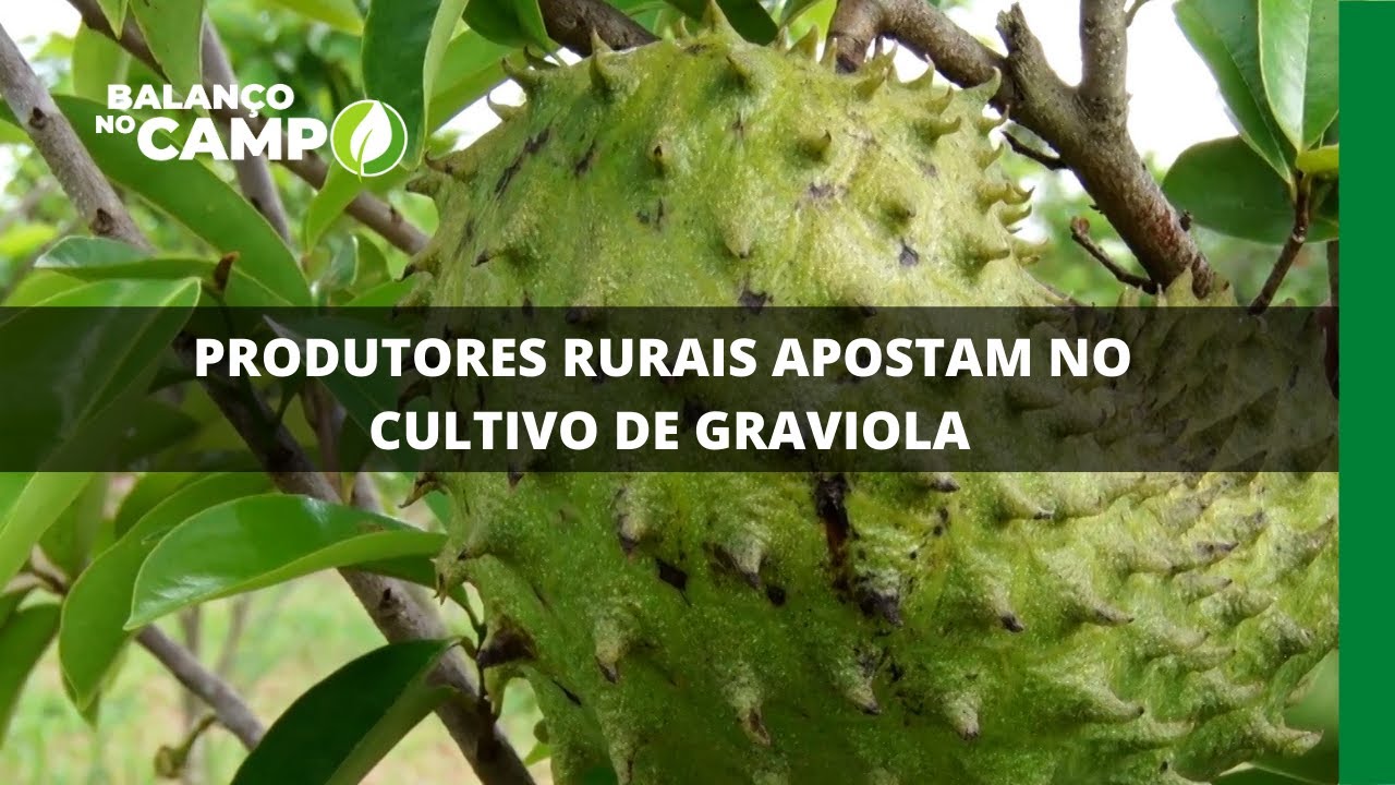 PRODUTORES RURAIS APOSTAM NO CULTIVO DE GRAVIOLA