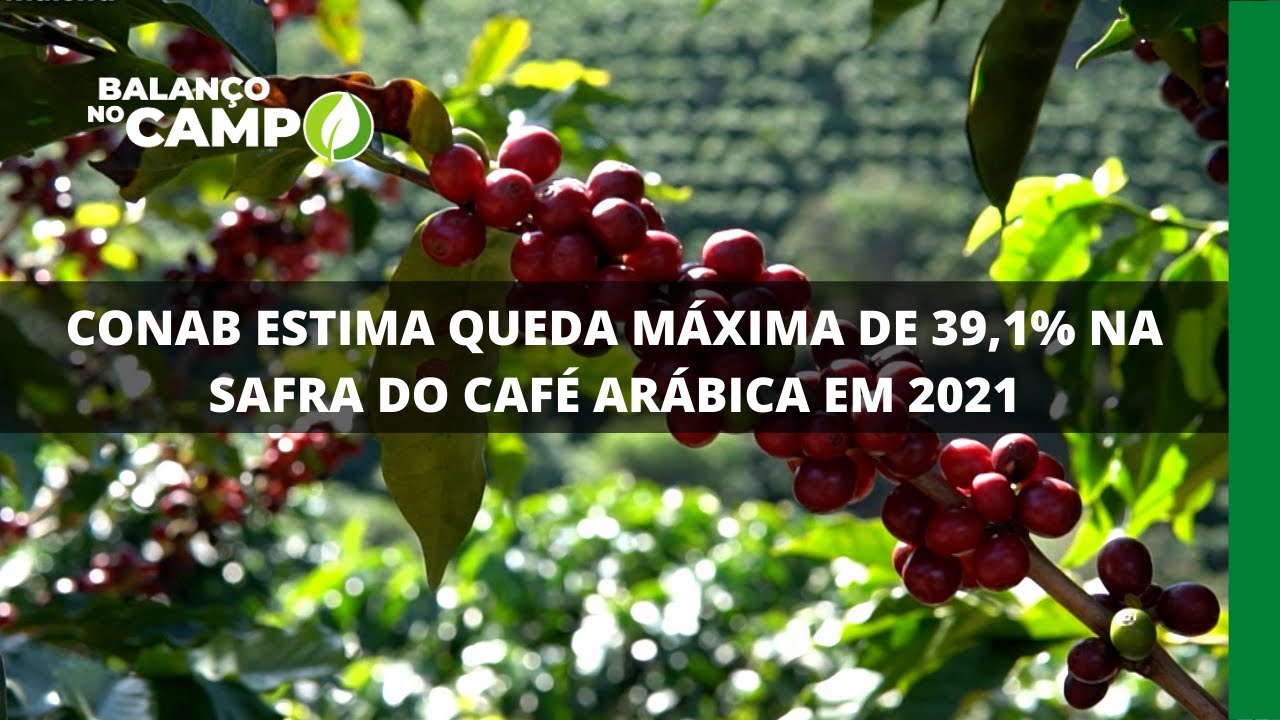 CONAB ESTIMA QUEDA MÁXIMA DE 39,1% NA SAFRA DO CAFÉ ARÁBICA EM 2021