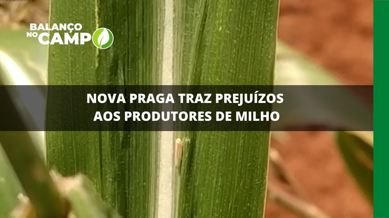 NOVA PRAGA TRAZ PREJUÍZOS AOS PRODUTORES DE MILHO