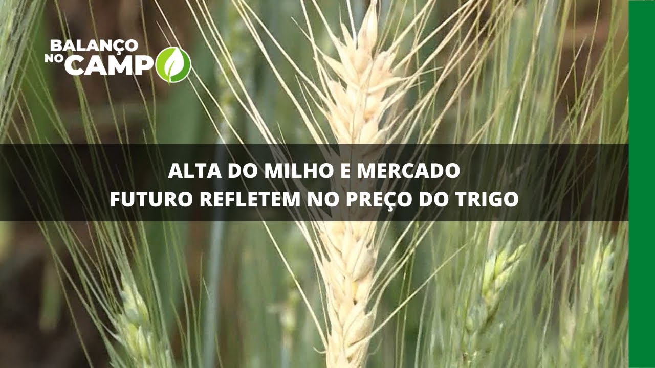 ALTA DO MILHO E MERCADO FUTURO REFLETEM NO PREÇO DO TRIGO