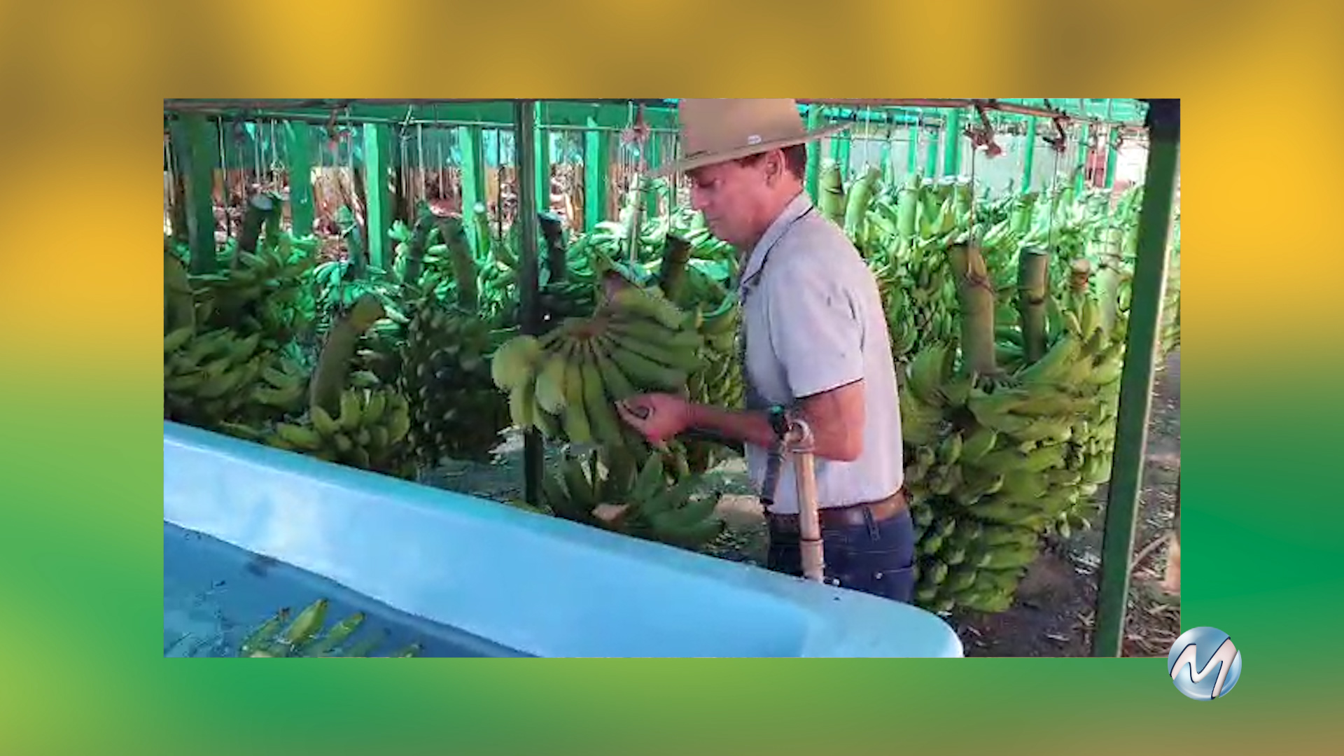 BANANA GARANTE RENDA PARA PRODUTORES
