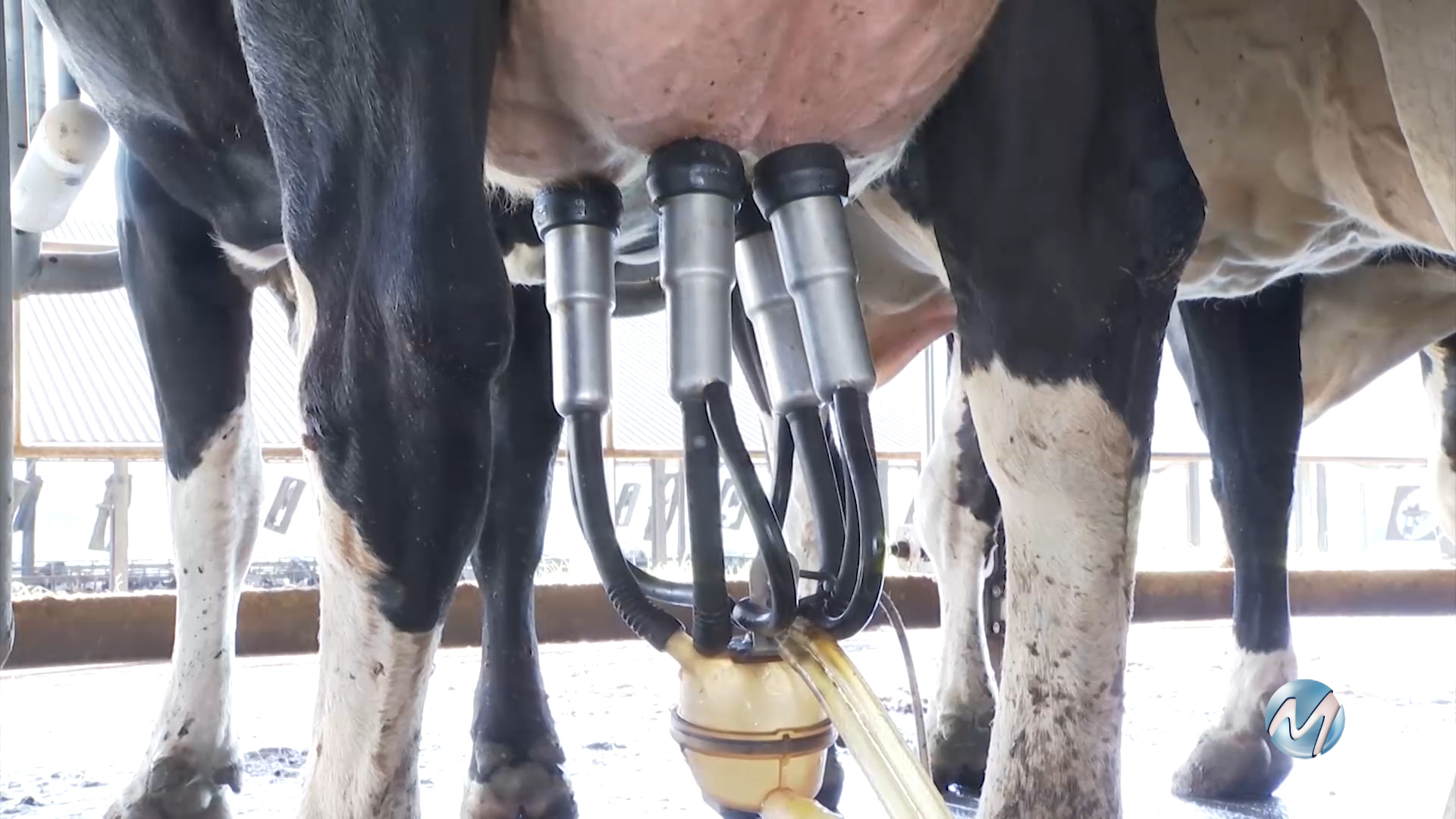 CEPEA: PREÇOS DO LEITE DEVEM SER PRESSIONADOS EM MAIO