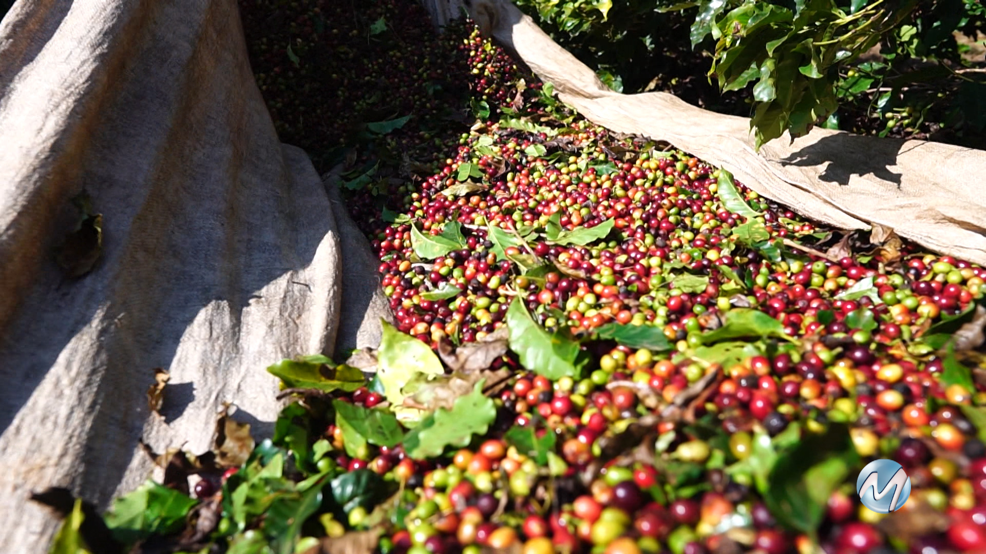 PREPARAÇÃO PARA SAFRA: CAFÉ NA MANTIQUEIRA