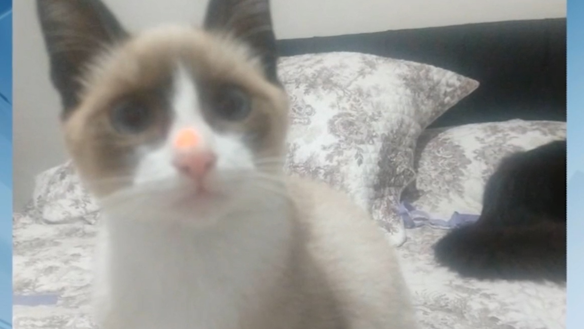 #meajudathibépet: Gatinha Nina sumiu em Varginha