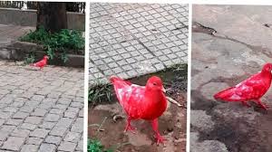 Pombos coloridos são flagrados em Leopoldina