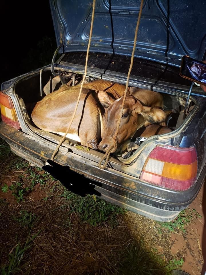 Campestre: bezerro e novilha são encontrados amarrados dentro de carro