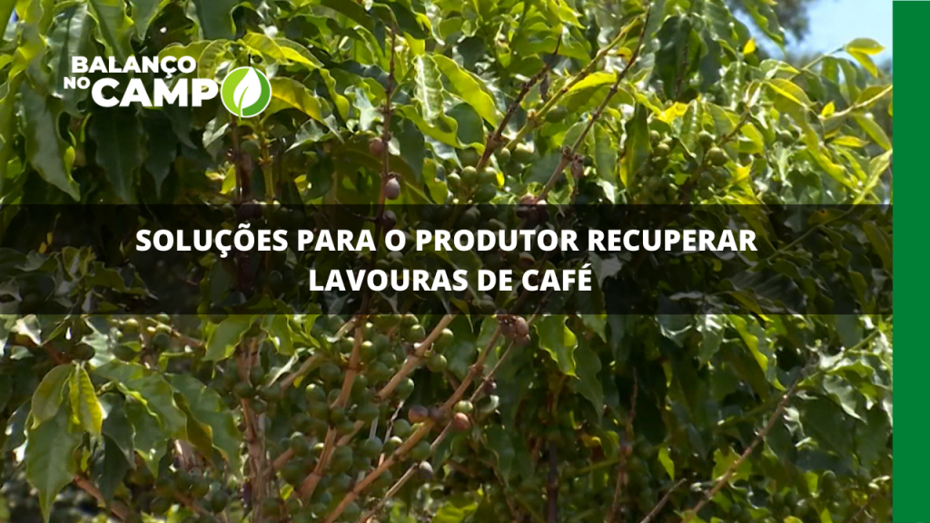 SOLUÇÕES PARA O PRODUTOR RECUPERAR LAVOURAS DE CAFÉ