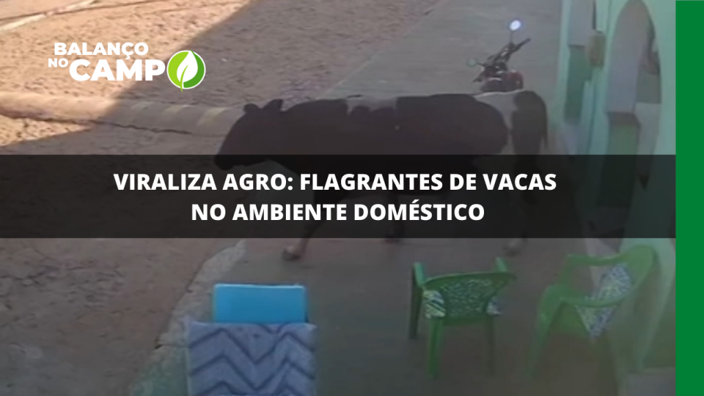 VIRALIZA AGRO: FLAGRANTES DE VACAS NO AMBIENTE DOMÉSTICO