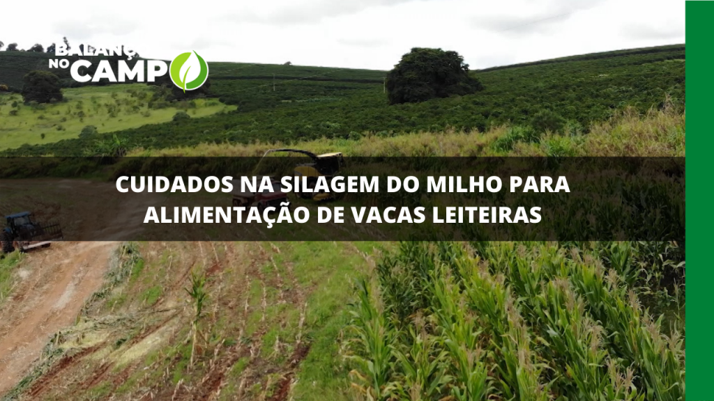 CUIDADOS NA SILAGEM DO MILHO PARA ALIMENTAÇÃO DE VACAS LEITEIRAS