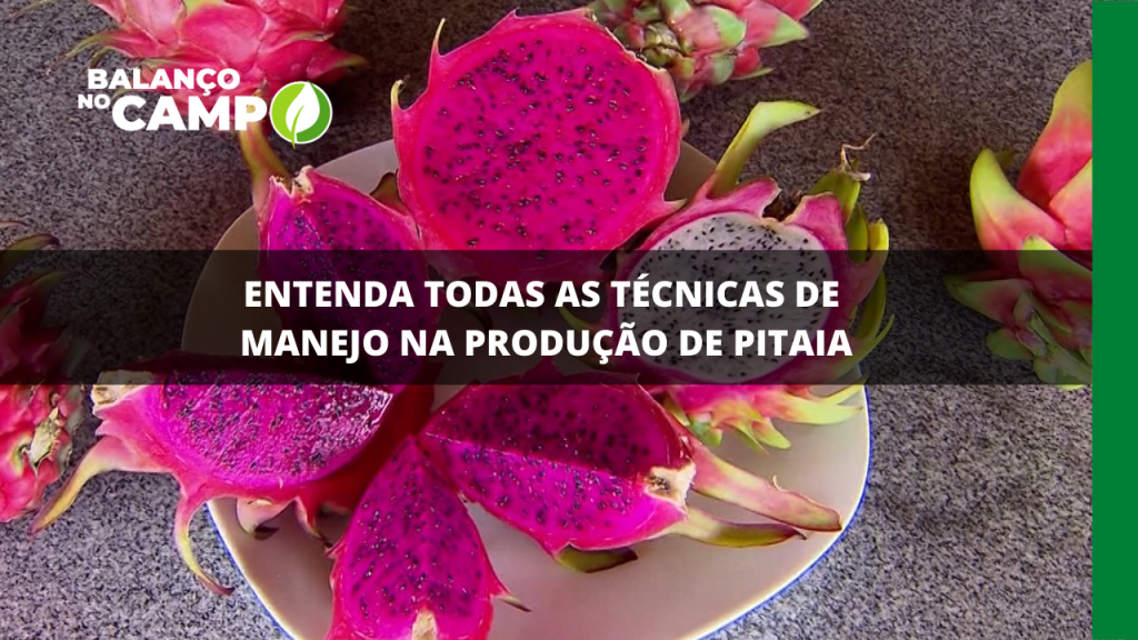 ENTENDA TODAS AS TÉCNICAS DE MANEJO NA PRODUÇÃO DE PITAIA