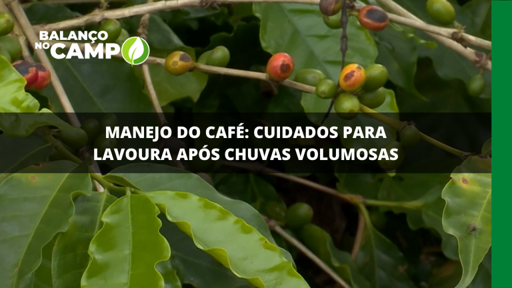 MANEJO DO CAFÉ: CUIDADOS PARA LAVOURA APÓS CHUVAS VOLUMOSAS