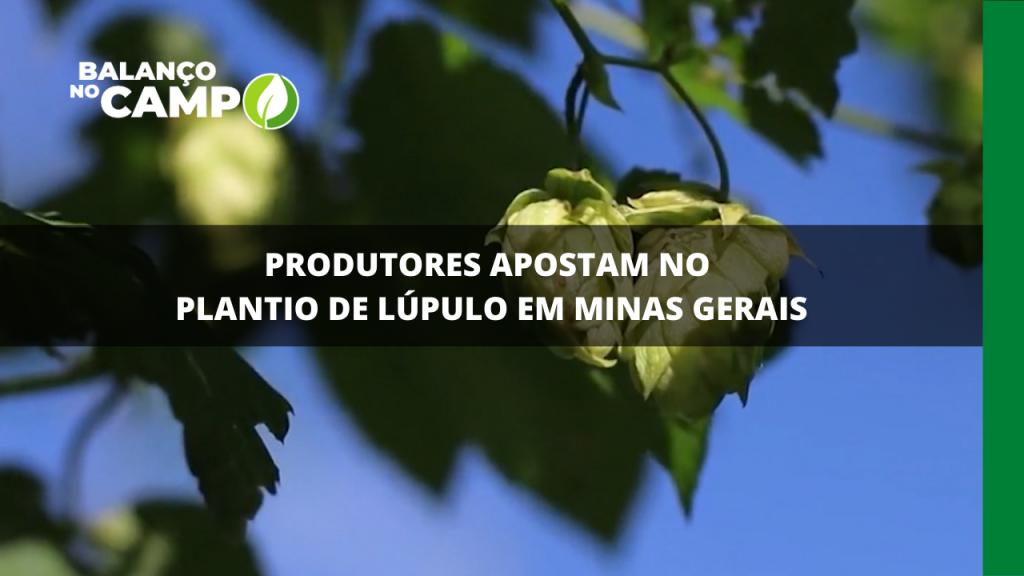 PRODUTORES APOSTAM NO PLANTIO DE LÚPULO EM MINAS GERAIS