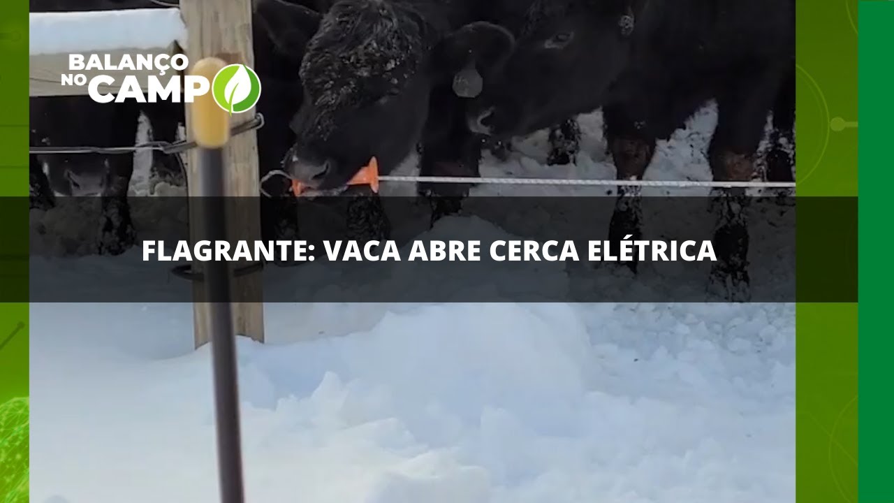 FLAGRANTE: VACA ABRE CERCA ELÉTRICA