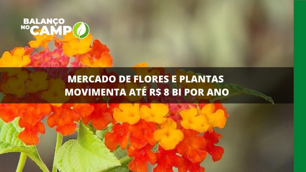 MERCADO DE FLORES E PLANTAS MOVIMENTA ATÉ R$ 8 BI POR ANO