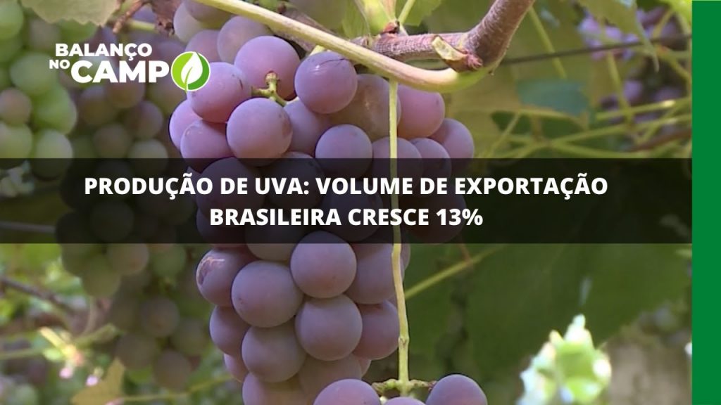 PRODUÇÃO DE UVA: VOLUME DE EXPORTAÇÃO BRASILEIRA CRESCE 13%