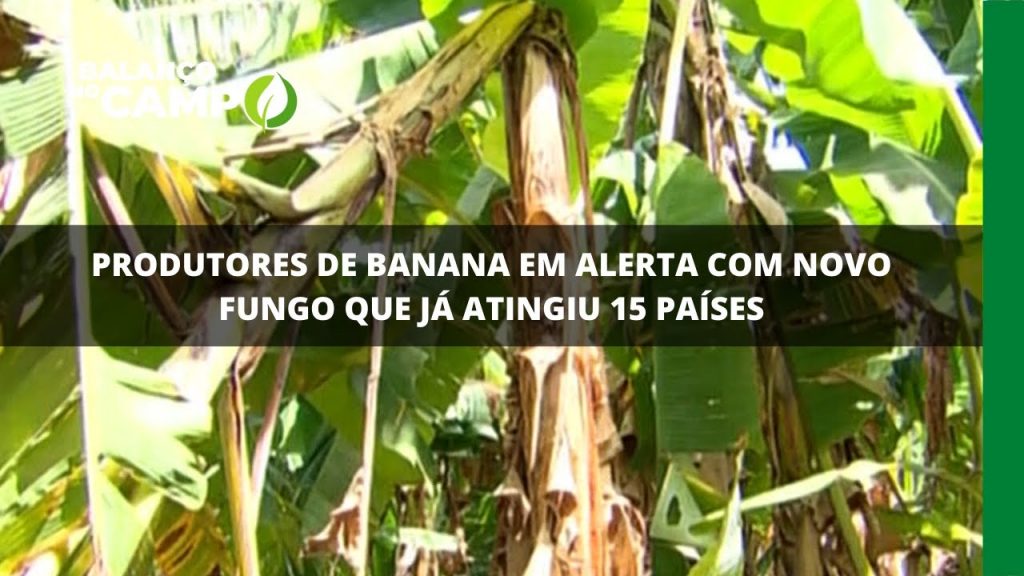 PRODUTORES DE BANANA EM ALERTA COM NOVO FUNGO QUE JÁ ATINGIU 15 PAÍSES