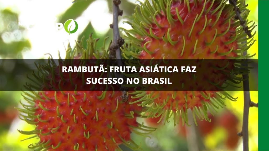 RAMBUTÃ: FRUTA ASIÁTICA FAZ SUCESSO NO BRASIL