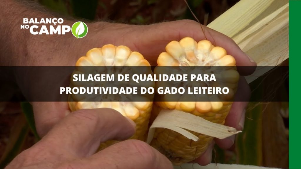 SILAGEM DE QUALIDADE PARA PRODUTIVIDADE DO GADO LEITEIRO