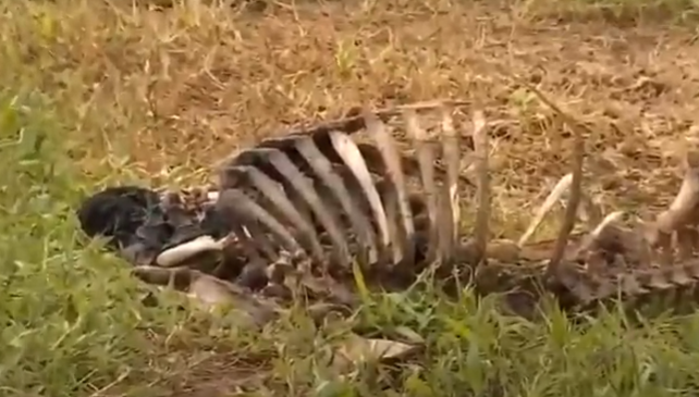 Carneiros são encontrados mortos em fazenda no Sul de Minas