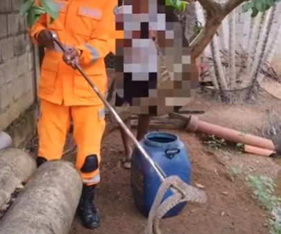 Três Corações e Guaxupé: bombeiros resgatam animais