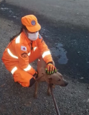 Bombeiros capturam animais no Norte de Minas