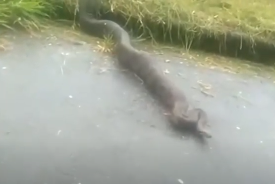 Morador de Varginha flagra cobra no bairro Imaculada