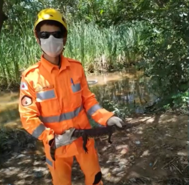 Bombeiros resgatam animais no Norte de Minas