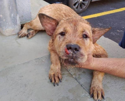 Crueldade: cadela morre depois de ser espancada pelo dono em Pouso Alegre