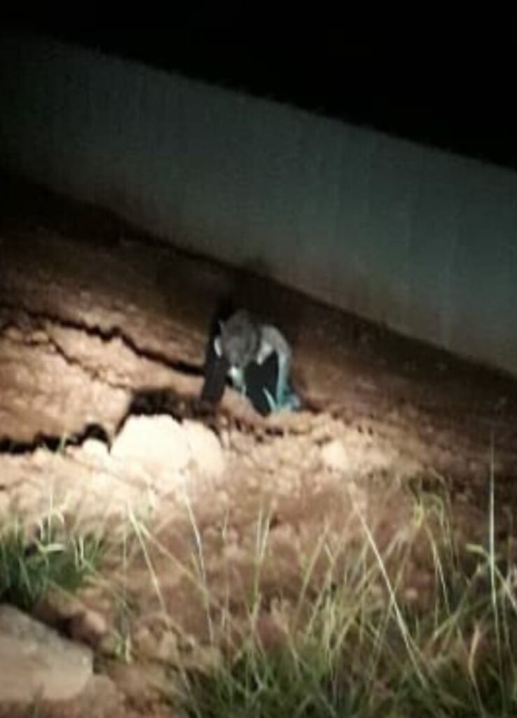 Verdade ou mentira? Lobisomem é flagrado em cemitério no Sul de Minas