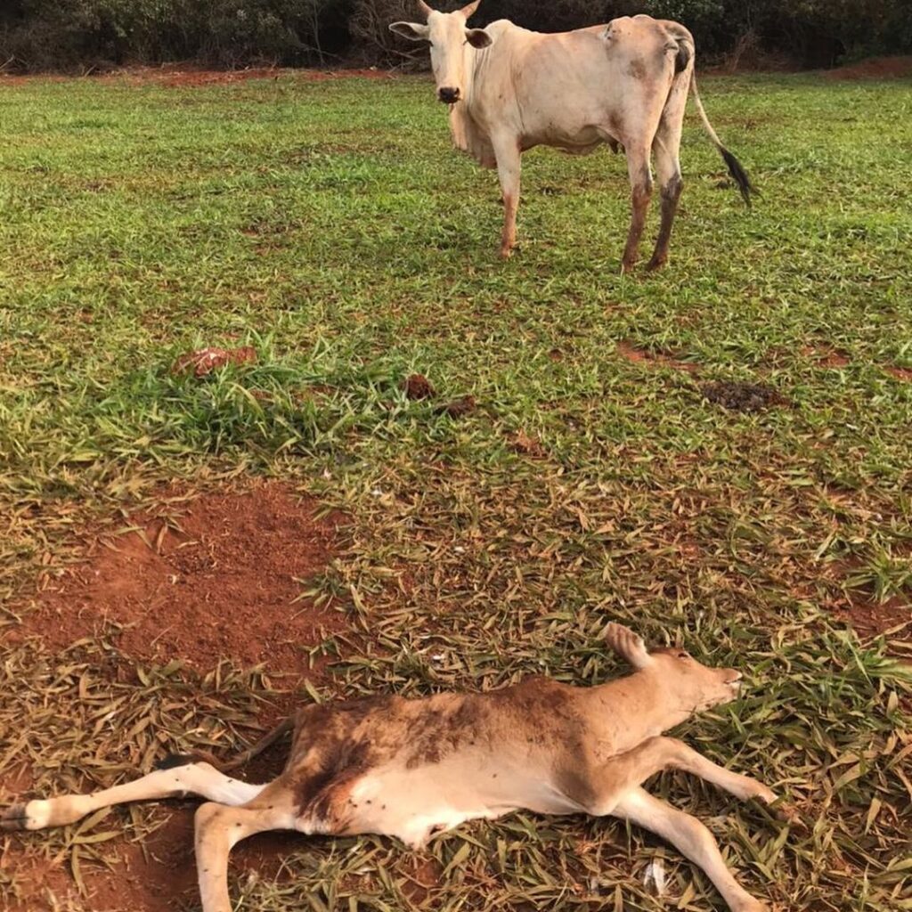 Sul de Minas: aparição de animais mortos preocupa produtores rurais